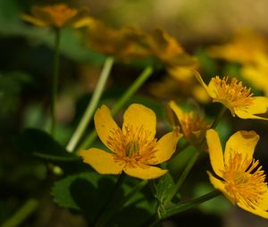 Preview wallpaper marigold, flower, petals, yellow