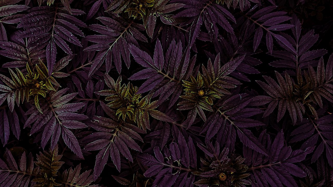 Wallpaper marigold, leaves, dark, plant