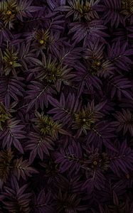 Preview wallpaper marigold, leaves, dark, plant