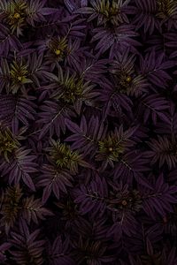 Preview wallpaper marigold, leaves, dark, plant