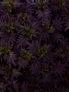 Preview wallpaper marigold, leaves, dark, plant