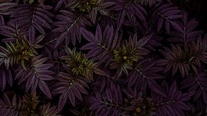 Preview wallpaper marigold, leaves, dark, plant