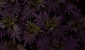 Preview wallpaper marigold, leaves, dark, plant