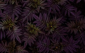 Preview wallpaper marigold, leaves, dark, plant