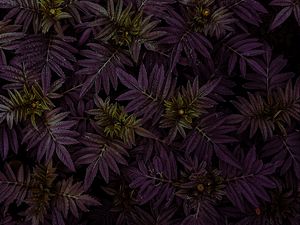 Preview wallpaper marigold, leaves, dark, plant