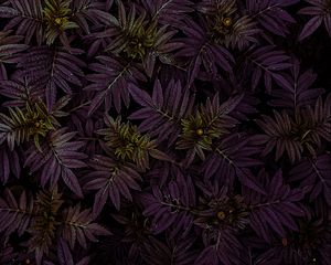 Preview wallpaper marigold, leaves, dark, plant