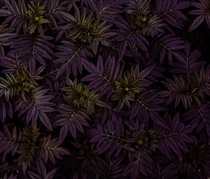 Preview wallpaper marigold, leaves, dark, plant