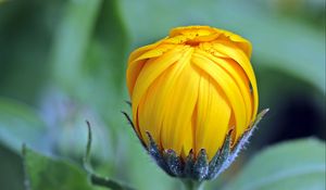 Preview wallpaper marigolds, calendula, flower, bud