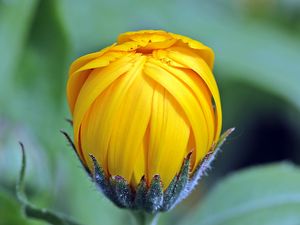 Preview wallpaper marigolds, calendula, flower, bud