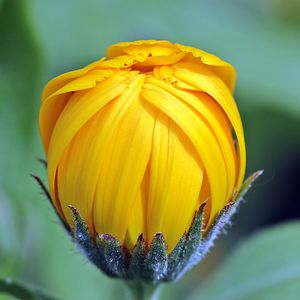 Preview wallpaper marigolds, calendula, flower, bud