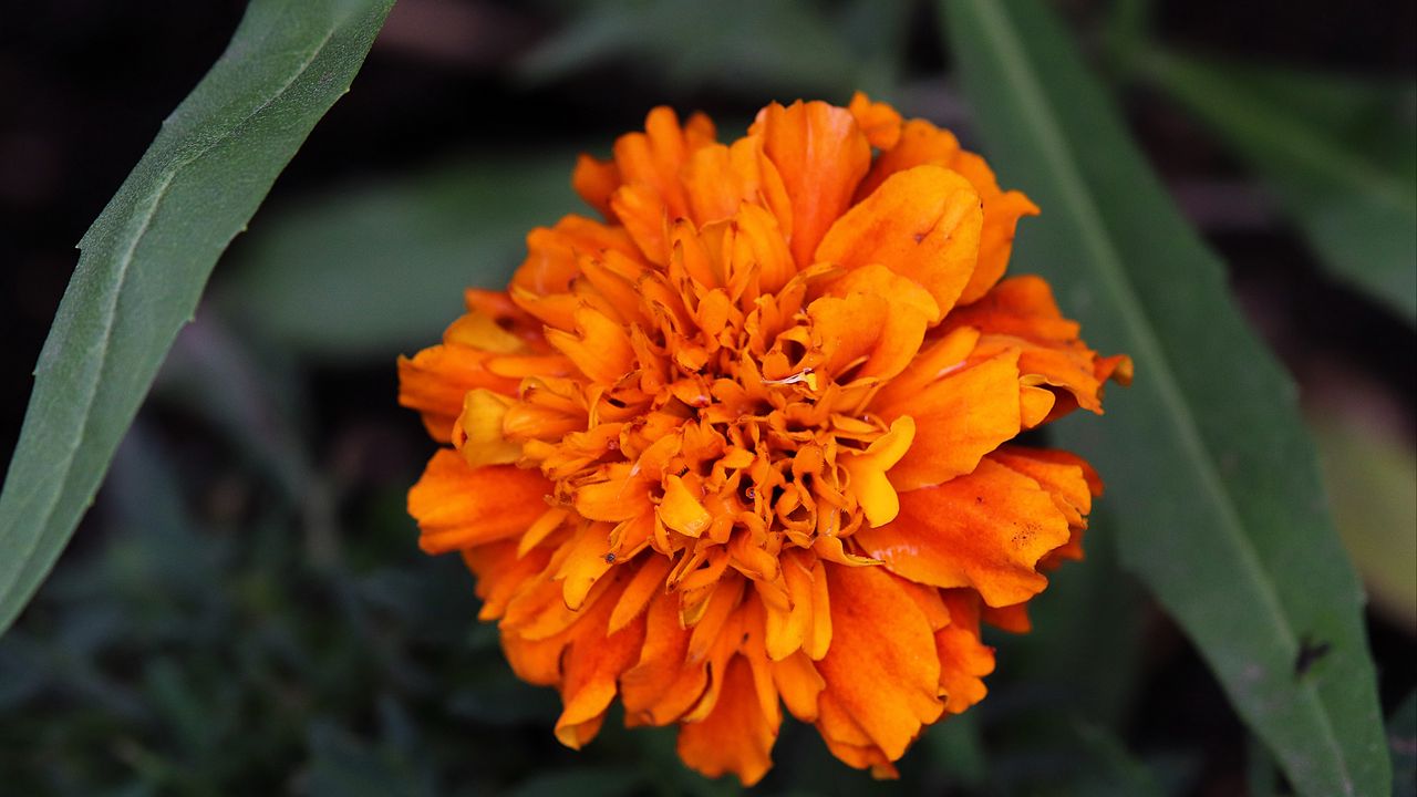 Wallpaper marigolds, flower, petals, yellow, leaves