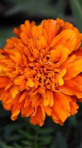 Preview wallpaper marigolds, flower, petals, yellow, leaves