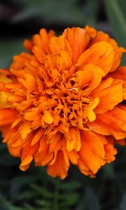 Preview wallpaper marigolds, flower, petals, yellow, leaves