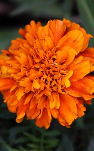 Preview wallpaper marigolds, flower, petals, yellow, leaves