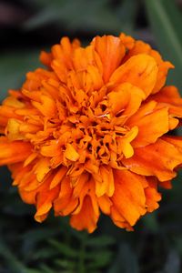 Preview wallpaper marigolds, flower, petals, yellow, leaves