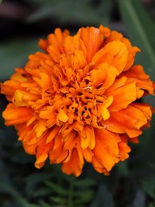 Preview wallpaper marigolds, flower, petals, yellow, leaves