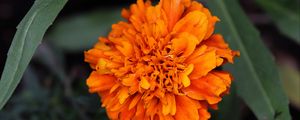 Preview wallpaper marigolds, flower, petals, yellow, leaves