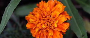 Preview wallpaper marigolds, flower, petals, yellow, leaves