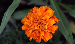 Preview wallpaper marigolds, flower, petals, yellow, leaves