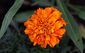 Preview wallpaper marigolds, flower, petals, yellow, leaves