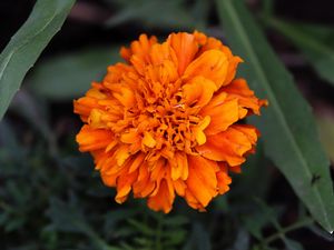 Preview wallpaper marigolds, flower, petals, yellow, leaves