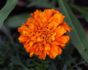 Preview wallpaper marigolds, flower, petals, yellow, leaves