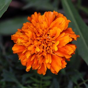 Preview wallpaper marigolds, flower, petals, yellow, leaves