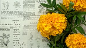 Preview wallpaper marigolds, flowers, leaves, newspaper, macro