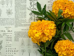 Preview wallpaper marigolds, flowers, leaves, newspaper, macro