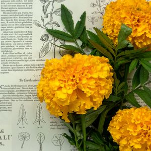 Preview wallpaper marigolds, flowers, leaves, newspaper, macro