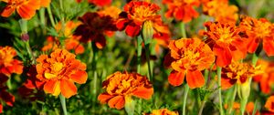 Preview wallpaper marigolds, flowers, orange, bright