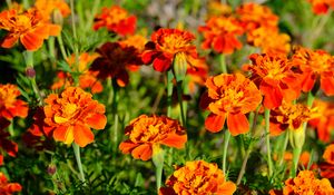 Preview wallpaper marigolds, flowers, orange, bright