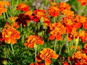 Preview wallpaper marigolds, flowers, orange, bright