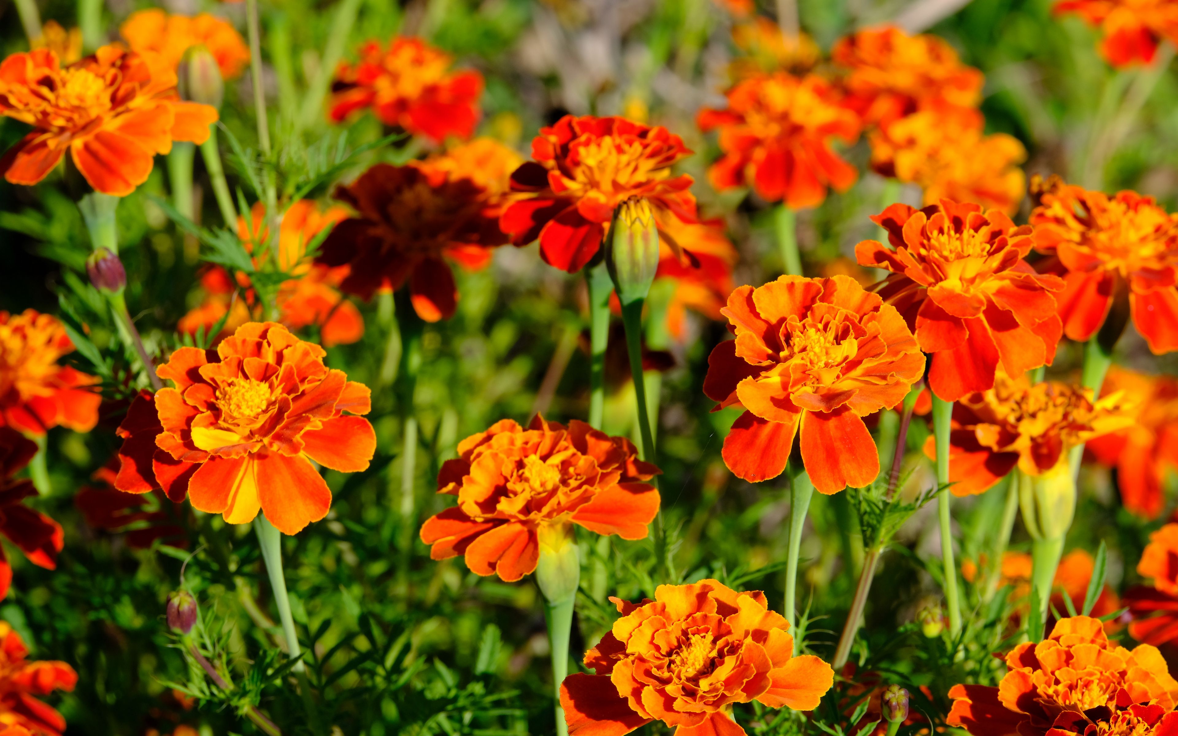 Download wallpaper 3840x2400 marigolds, flowers, orange, bright 4k