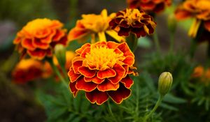 Preview wallpaper marigolds, flowers, petals, macro