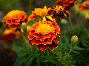 Preview wallpaper marigolds, flowers, petals, macro