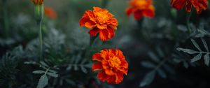 Preview wallpaper marigolds, flowers, plant, summer