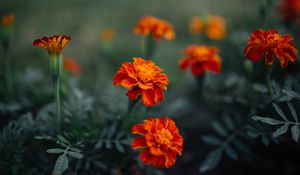 Preview wallpaper marigolds, flowers, plant, summer