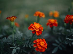 Preview wallpaper marigolds, flowers, plant, summer