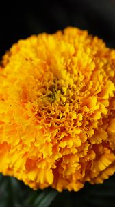Preview wallpaper marigolds, flowers, yellow, bright, macro