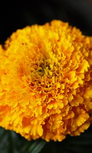 Preview wallpaper marigolds, flowers, yellow, bright, macro
