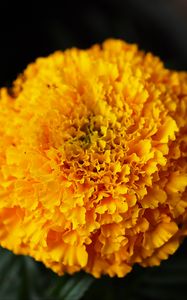 Preview wallpaper marigolds, flowers, yellow, bright, macro