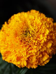 Preview wallpaper marigolds, flowers, yellow, bright, macro