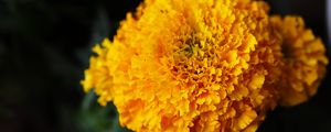 Preview wallpaper marigolds, flowers, yellow, bright, macro