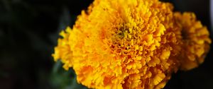 Preview wallpaper marigolds, flowers, yellow, bright, macro