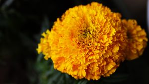 Preview wallpaper marigolds, flowers, yellow, bright, macro