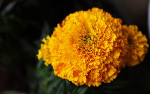 Preview wallpaper marigolds, flowers, yellow, bright, macro
