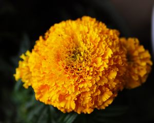 Preview wallpaper marigolds, flowers, yellow, bright, macro