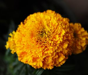 Preview wallpaper marigolds, flowers, yellow, bright, macro