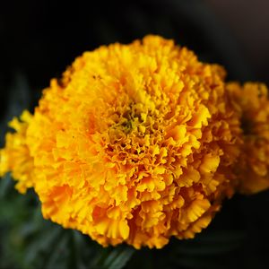 Preview wallpaper marigolds, flowers, yellow, bright, macro